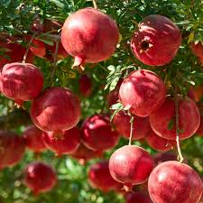 POMEGRANATE