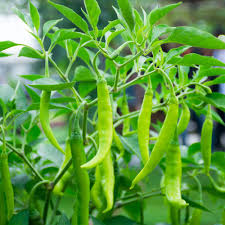 Green Chilli